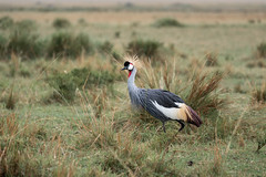 Südafrika-Kronenkraniche / Grey crowned cranes