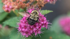 Macro Bees 2023 II