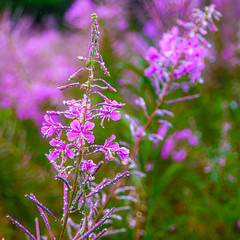 Fireweed in a Rainy Clearcut