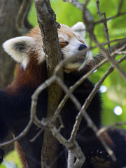 Memphis Zoo 08-28-2014 - Red Panda 3