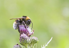 One photograph of every bumblebee species in mainland Britain
