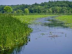 Great Meadows National Wildlife Refuge Concord Massachusetts