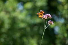Monarch Butterfly enjoying Verbena