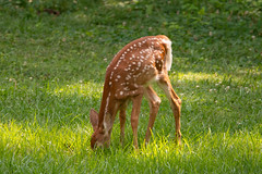 Deer and Fawns 2023