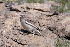 Niverolle alpine - White-winged Snowfinch (Montifringilla nivalis)