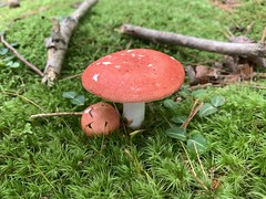 PA Mushrooms