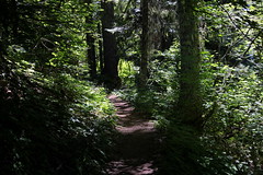 Cone Peak Trail
