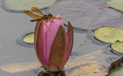 Amberwing on Waterlily