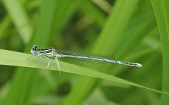 Dragonflies France