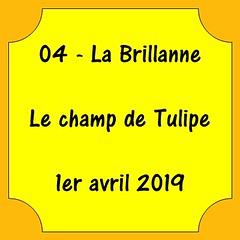 04 - La Brillanne - Les Tulipes - 1er avril 2019