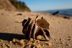 Fossil hunting in Calvert County, Maryland