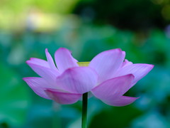 lotus-flower-taken-at-105mm_290723