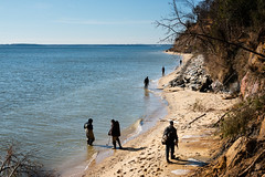 Fossil hunting in Calvert County, Maryland