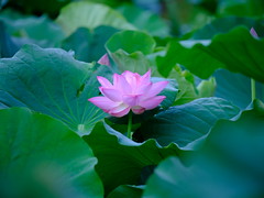 lotus-flower-taken-at-600mm_290723