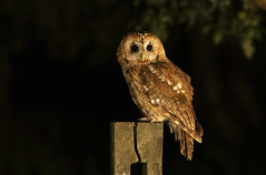 Tawny Owls 2023