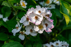 WIldflowers - Multiflora Rose