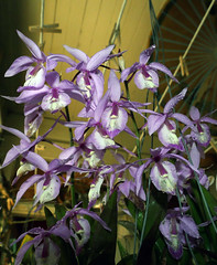 orchids #54