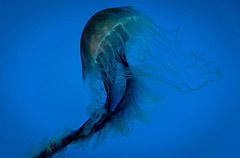 Amazing Jellyfish in the National Aquarium, Baltimore August 2023