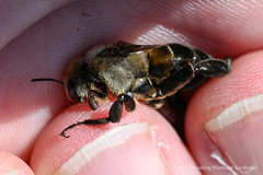 Prospect Park - 2023-08 - Hibiscus Bee Survey
