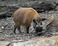 Memphis Zoo 08-28-2014 - Red River Hog 4