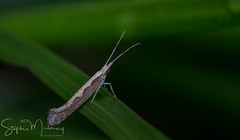 Micro Moths 