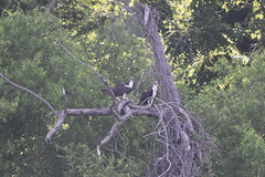Osprey Pair with Fish