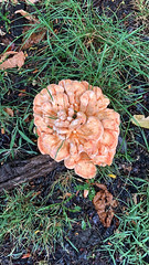 brooklyn mushrooms