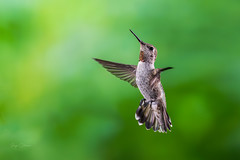 Hummingbird Migration 2023