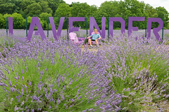 Lavender By The Bay (July 2023)