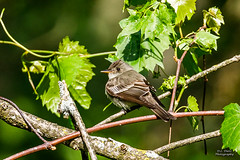 Birds - Eastern Wood Pewee