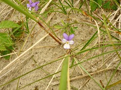 Viola tricolor var. sandviciens