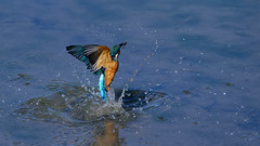 martin-pêcheur 2023 - kingfisher 2023