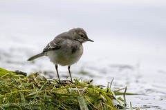 Bergeronnette grise - White Wagtail