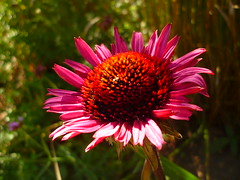 Echinacea ´Fatal Attraction´