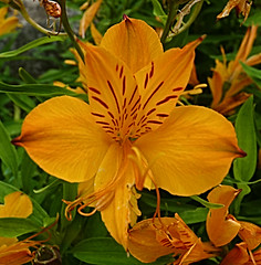 Alstroemeriaceae