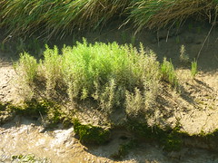 Salicornia ramoissima