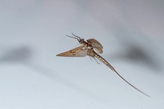 Mayflies in Flight - Ephemeroptera - fliegende Eintagsfliegen 