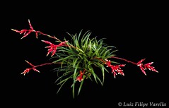 Vriesea corcovadensis - 2023