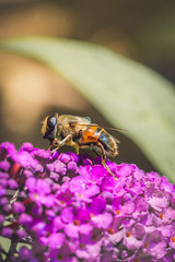 Macro Hoverfly/Bees