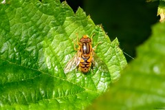 UK Diptera - Hoverflies (Syrphidae)