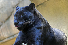 Memphis Zoo 08-28-2014 - Jaguar 1