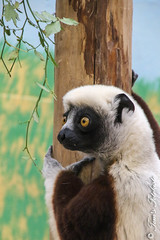 Besuch Nr. 873. am 03-11-2021 in Köln (Zoo)
