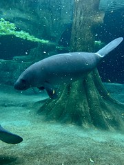 Manatee rescue at the Bishop Museum