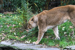 Besuch Nr. 875. am 15-11-2021 in Köln (Zoo)