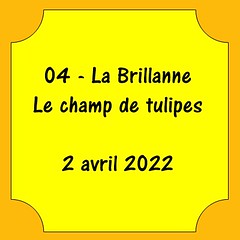 04 - La Brillanne - Tulipes - 2 avril 2022