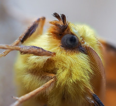 Canary-shouldered thorn moth 