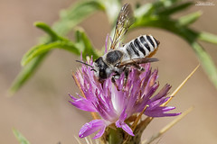 Megachile albisecta