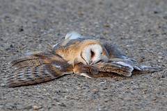 Effraie des clochers - Western Barn Owl (Tyto alba)