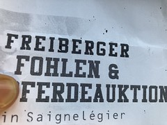 FREIBERGER FOHLEN & FERDEAUKTION