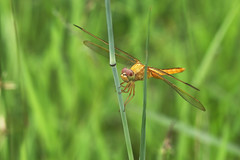 Dragonflies and Damselflies ( 1 )